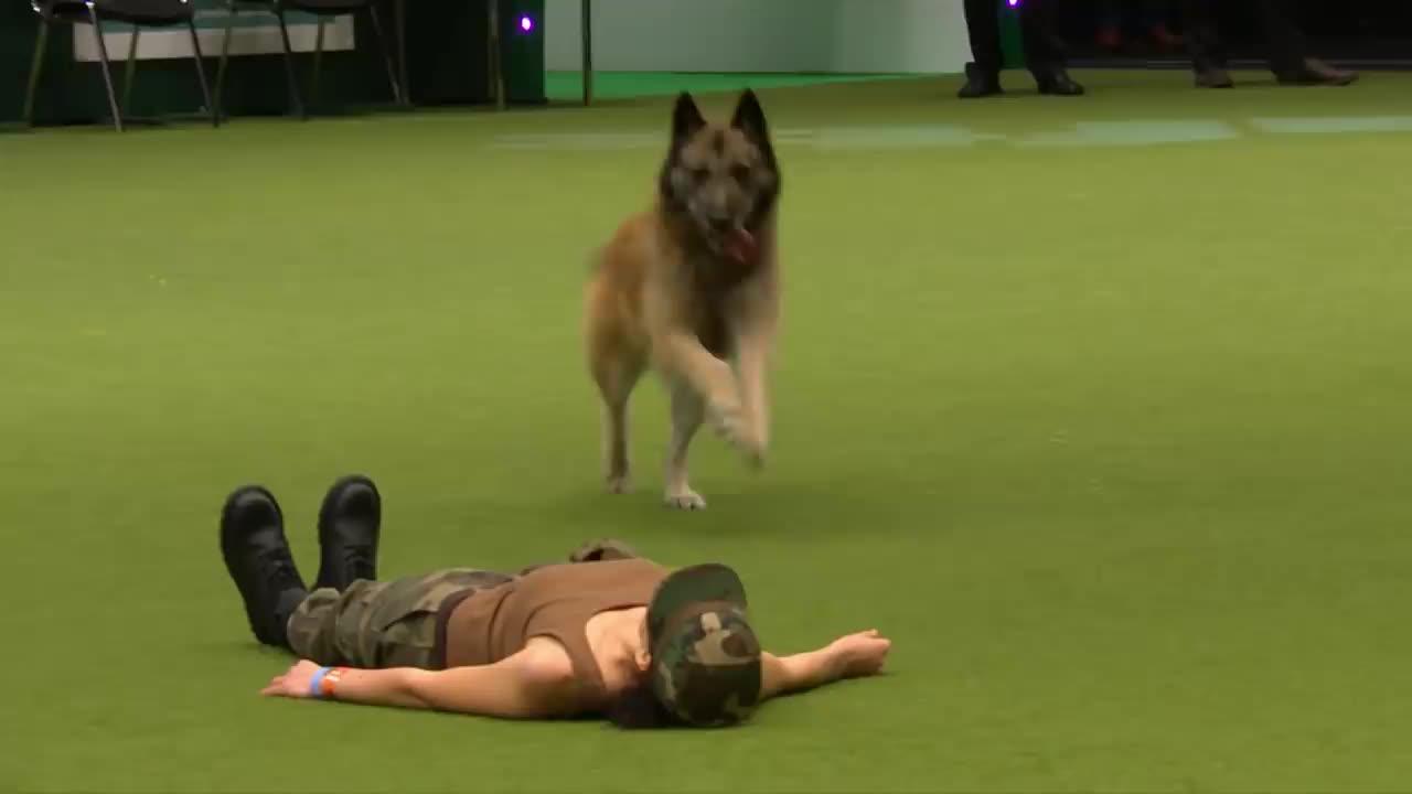 Military dog viral moments  💪💪👅