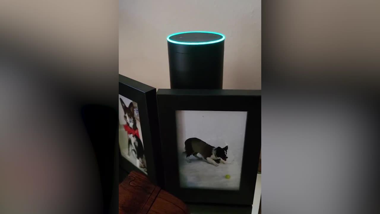Alexa - was there fraud in 2020 election ??