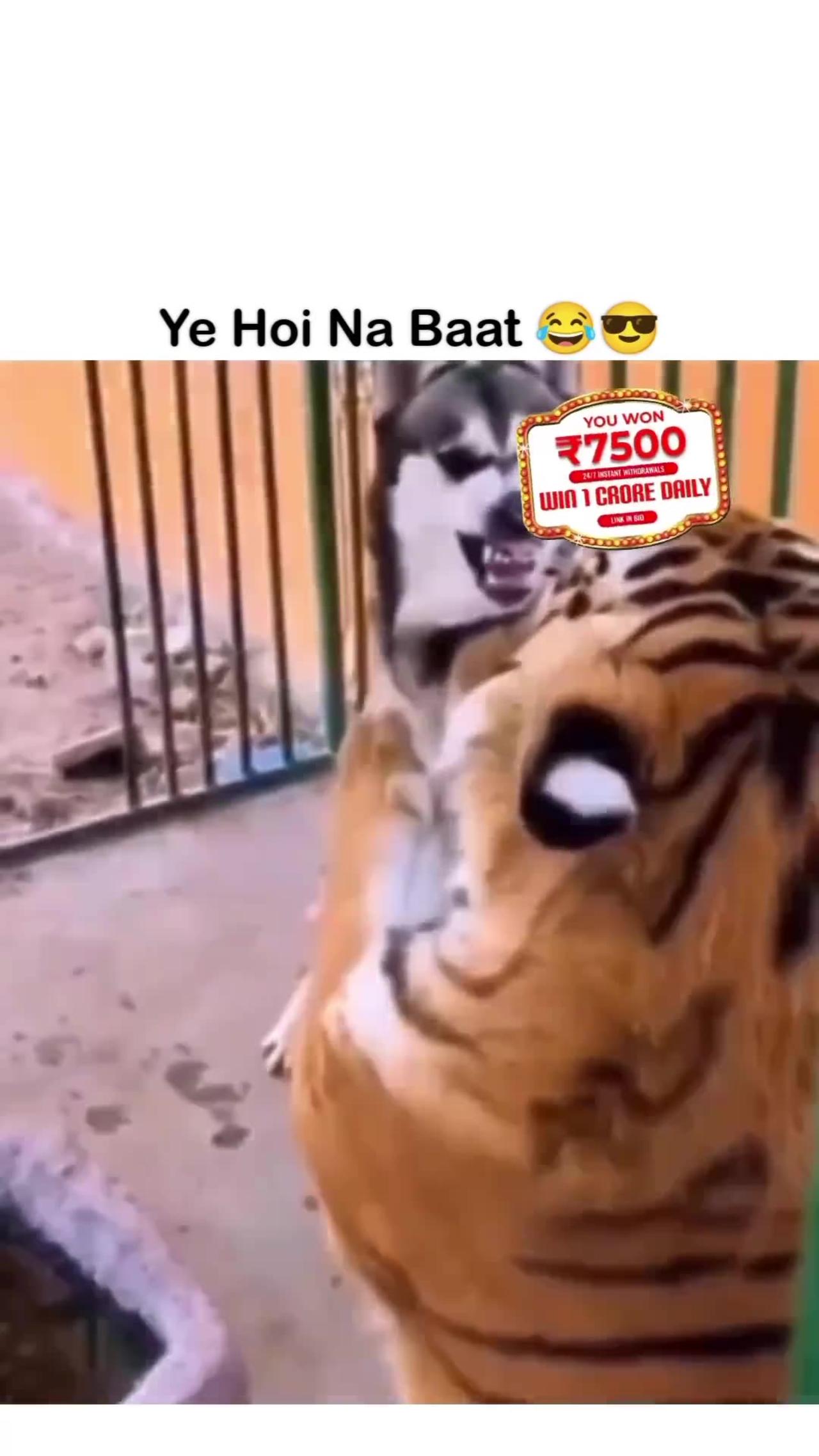 Animals funny video/dogs lover #ye hoi na bat 👍 please like my videos 🤣🤣 thanks