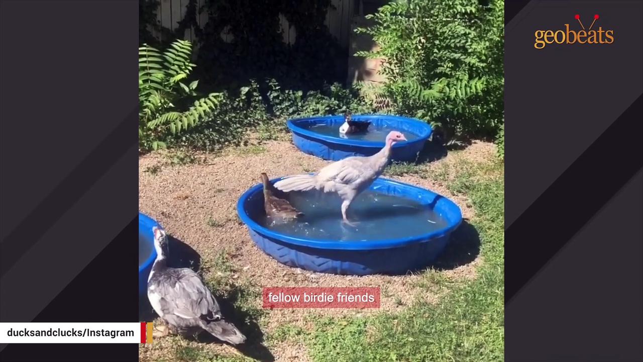 Woman falls in love with neighbor's dinner turkey