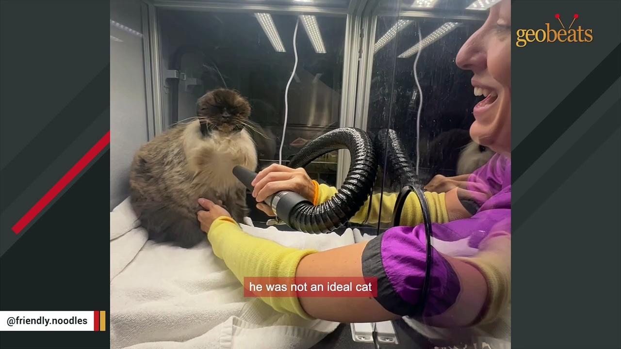 This cat was not deemed ideal. Do you agree?