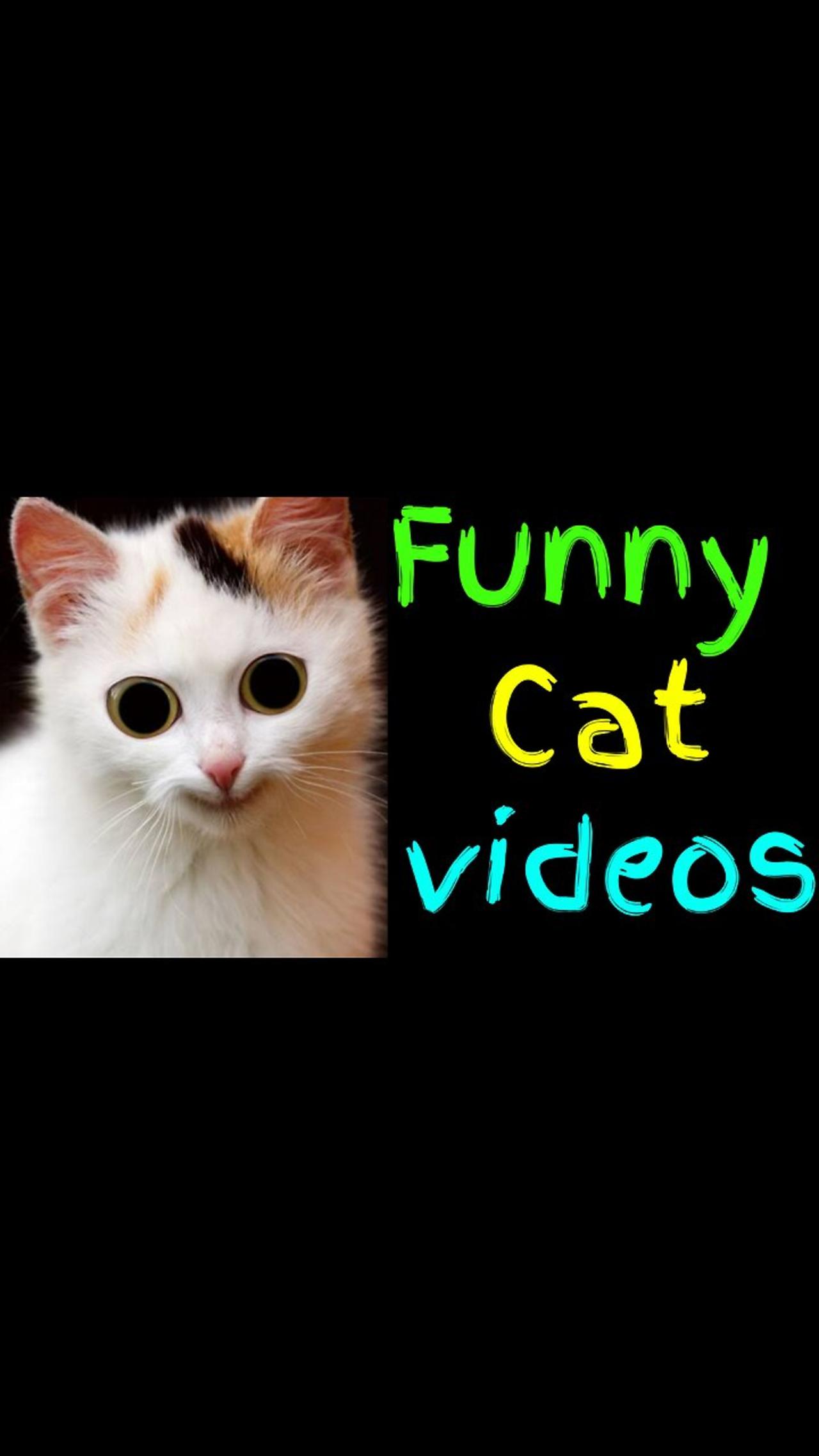 Laugh Out Loud with the Funniest Cat Compilation Ever