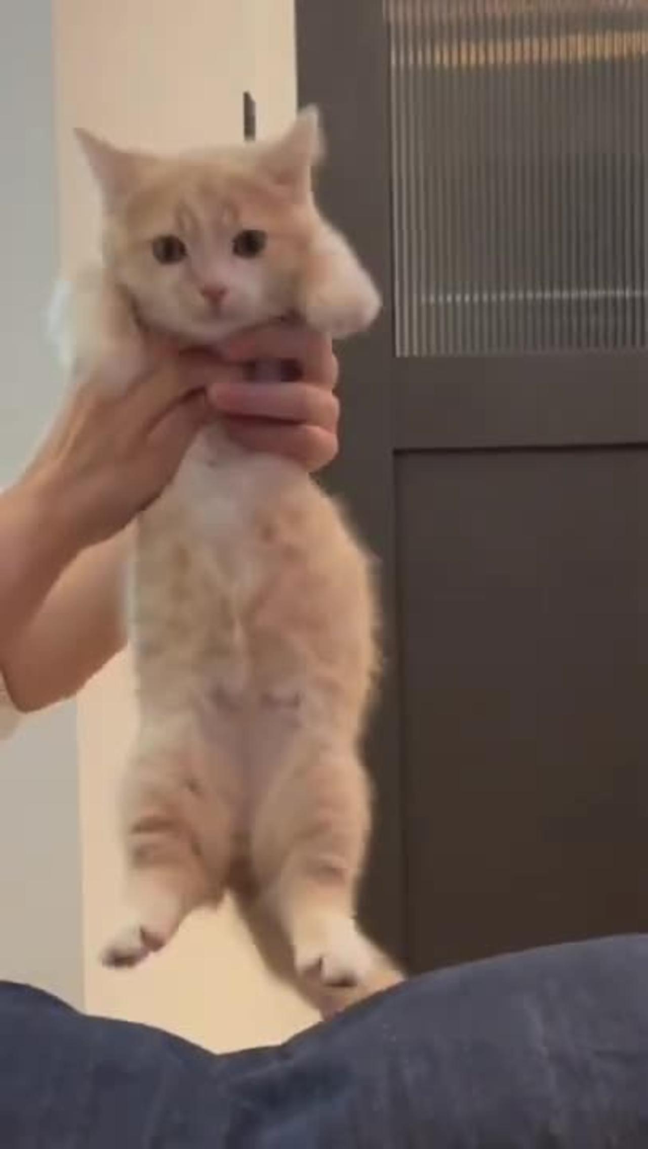 Cute cat funny video 😹😹