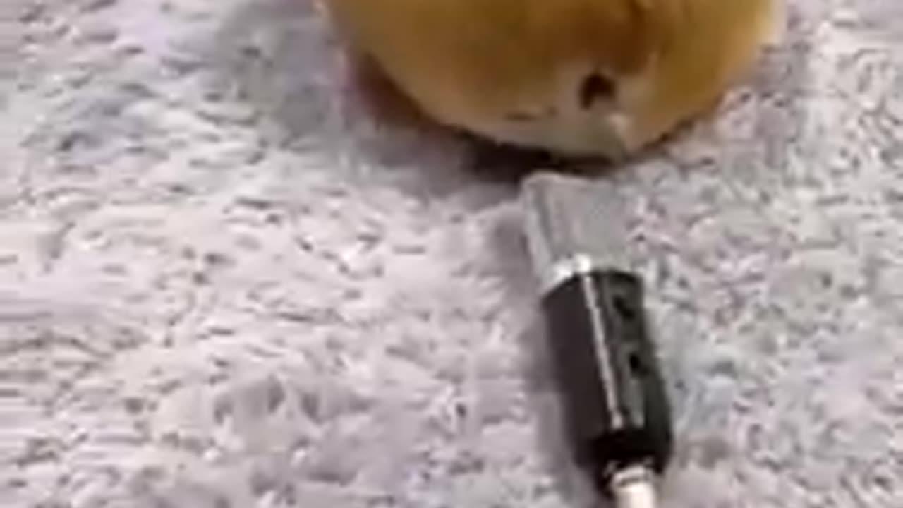 Funny dog farts | Try not to laugh challenge - One News Page VIDEO