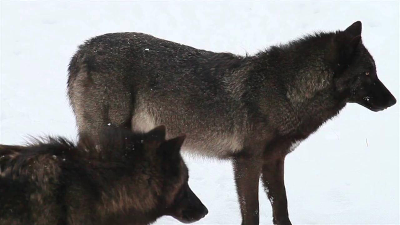 Wisconsin Senate Weighing Bill to Set Wolf Hunting Limit