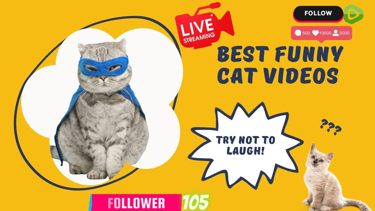 "Feline Follies: Hilarious Adventures of Mischievous Cats"