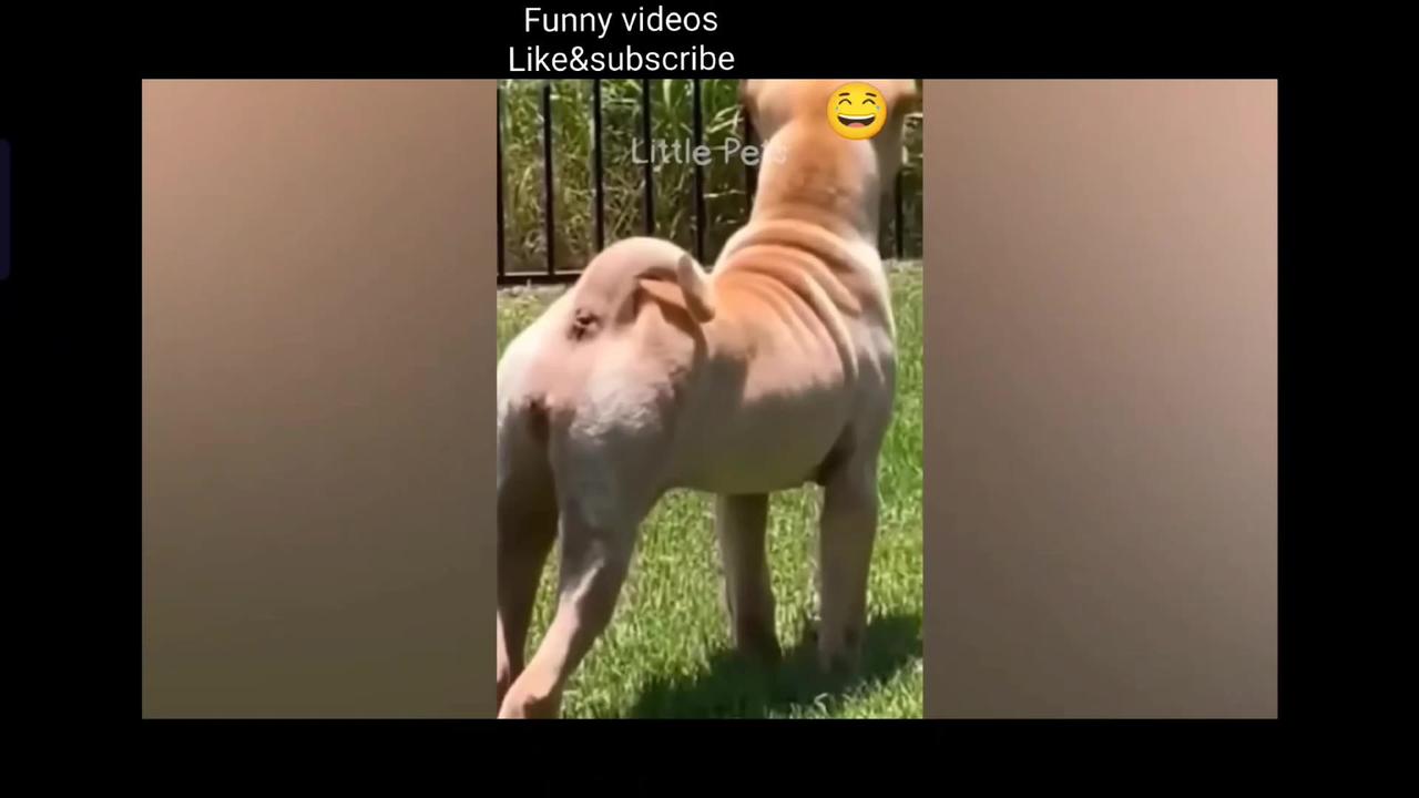 Funny animal videos