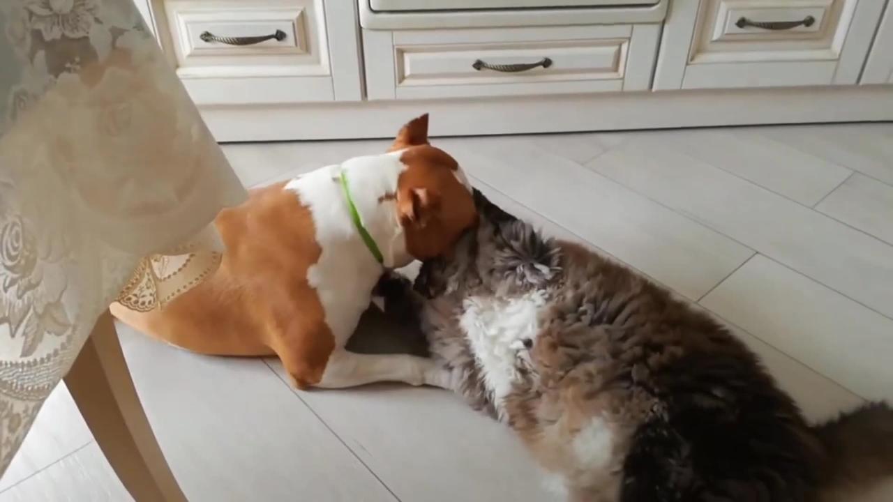 Cat vs dog funny fight