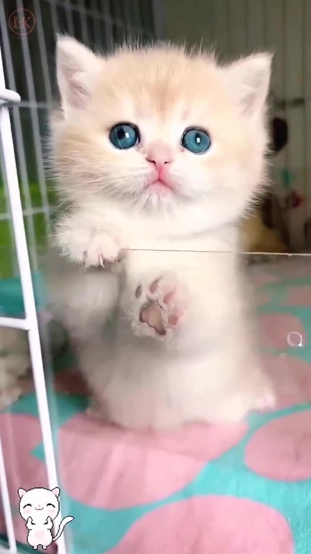 Cute kitten 🐱🐱🐱🐱🐱