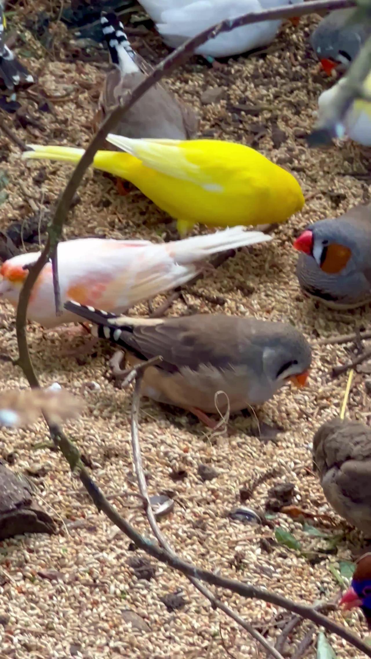 goldfinch, canary bird and finch aviary birds One News Page VIDEO