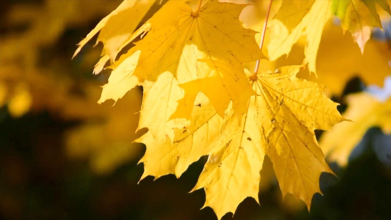 Unveiling the Science of Fall Colors and Their Climate Change Impact