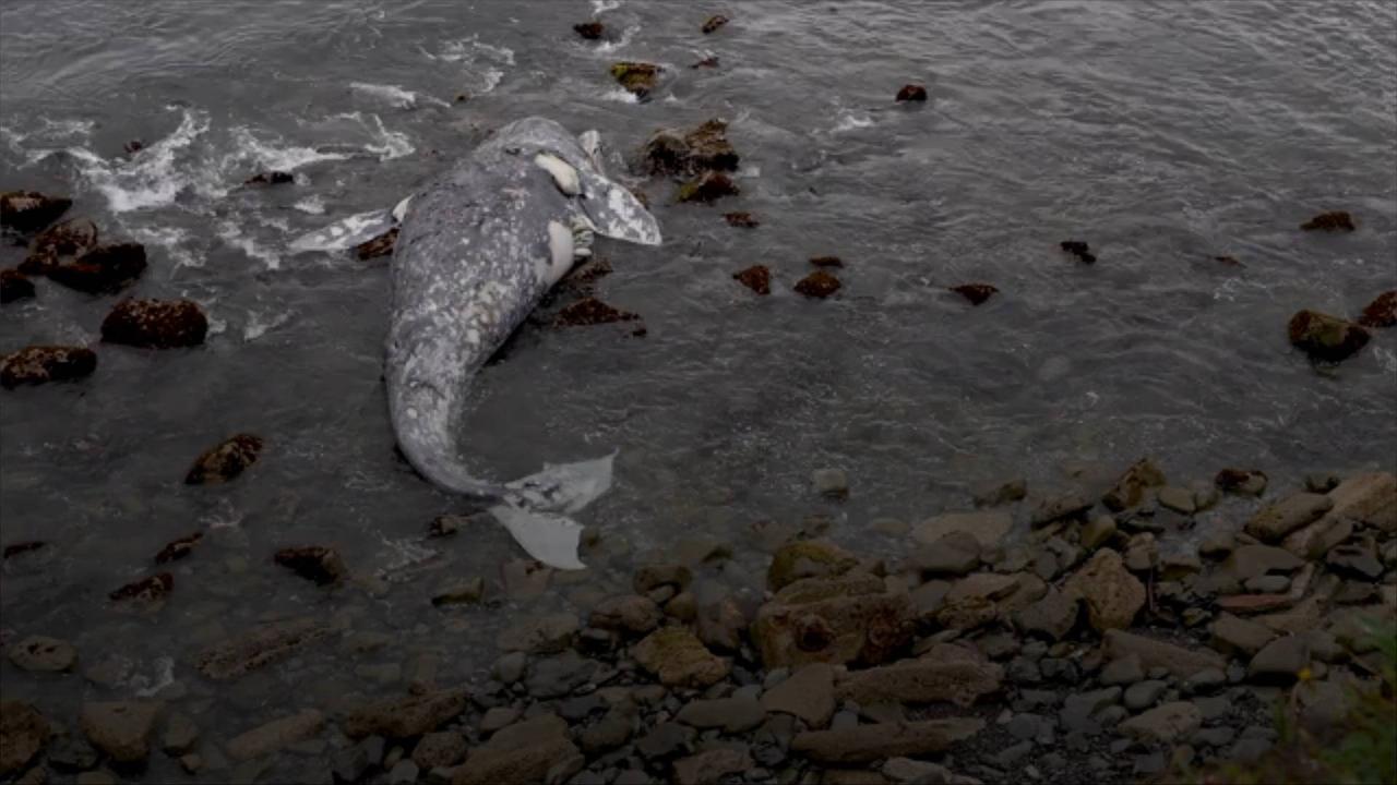 Scientists Say Arctic Sea Ice Levels Linked With Gray Whale Mass Die-Off Events