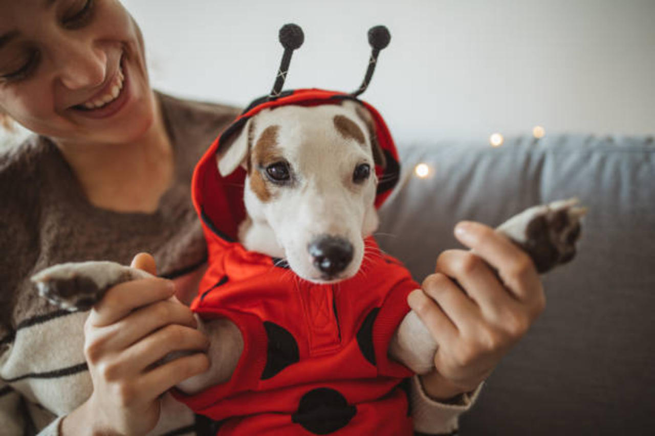Does Your Dog Hate Wearing a Halloween Costume?