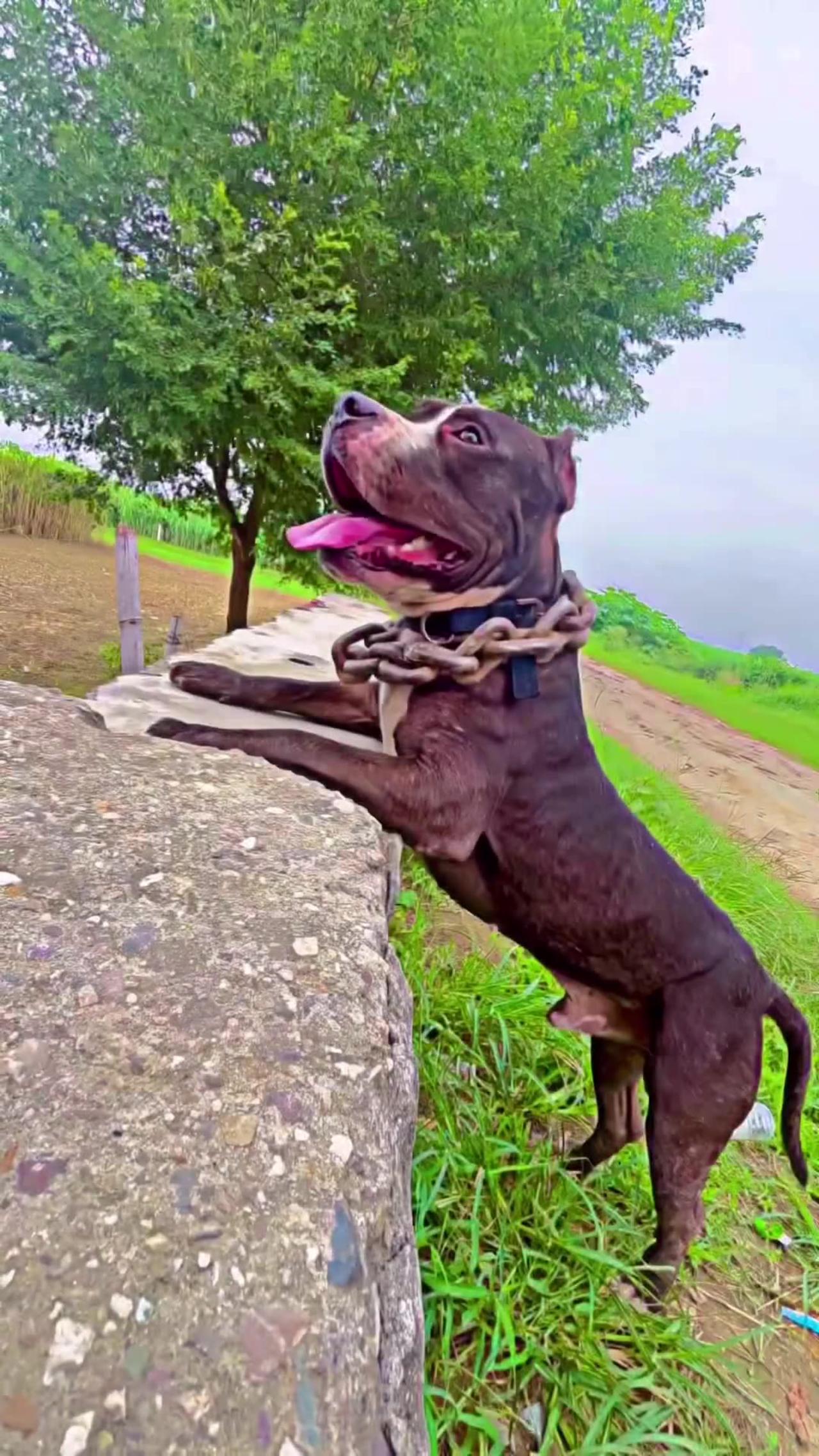 Dog lovers putbullg very hot. One News Page VIDEO