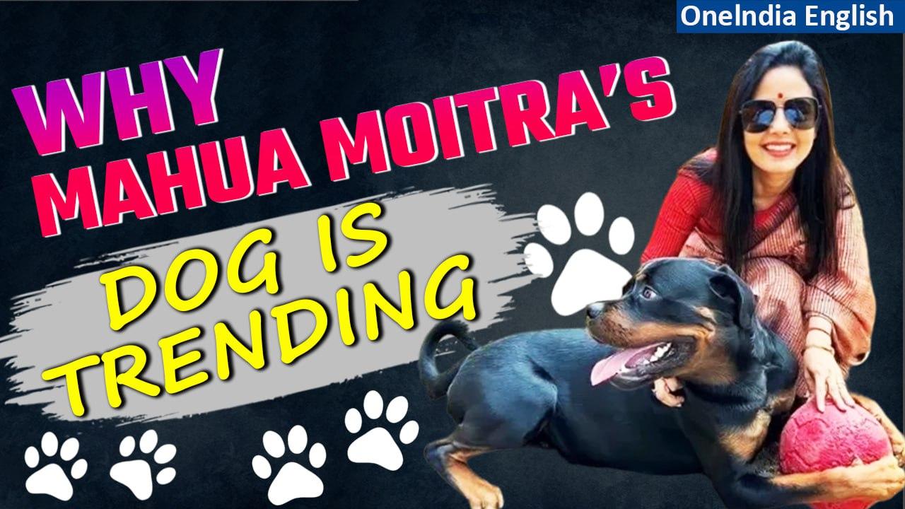 Mahua Moitra fights bitter custody battle with 'jilted ex' for her pet dog Henry | Oneindia News