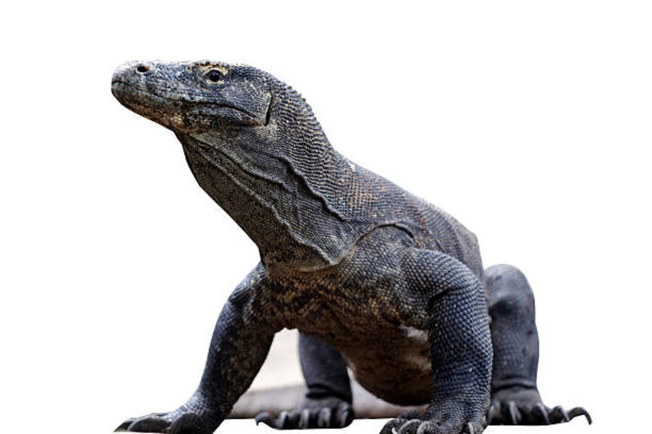 Top 10 Most Popular Reptiles in the World (National Reptile Day, Oct. 21)