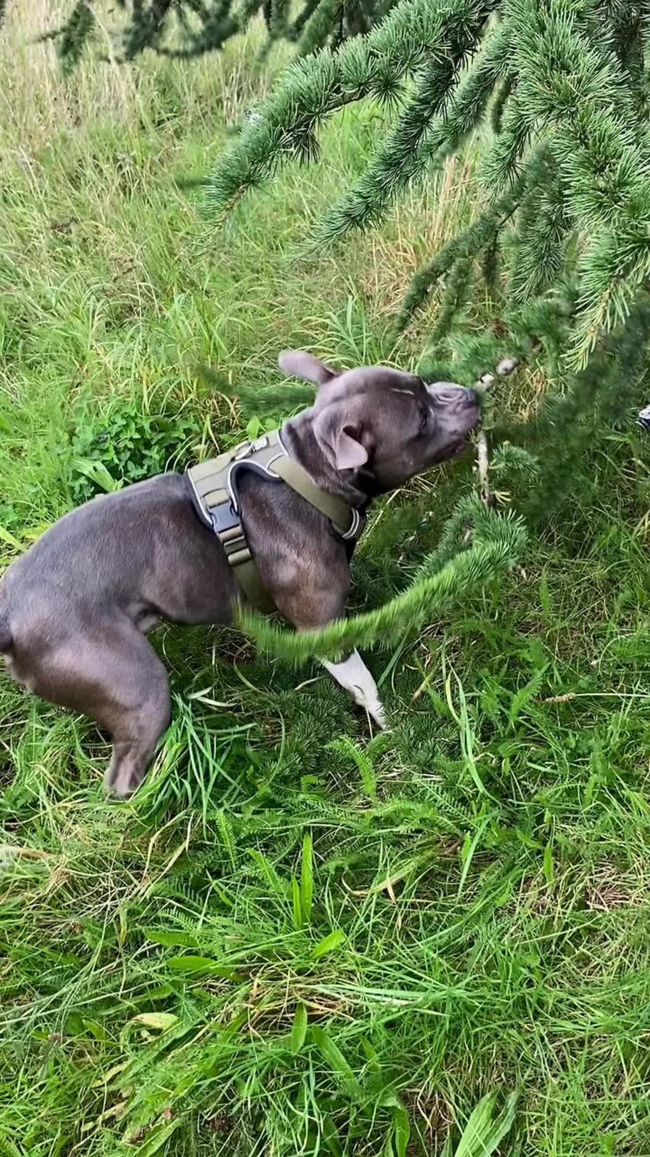 Staffordshire Bull Terrier is trying to pull a branch off the tree!.mov