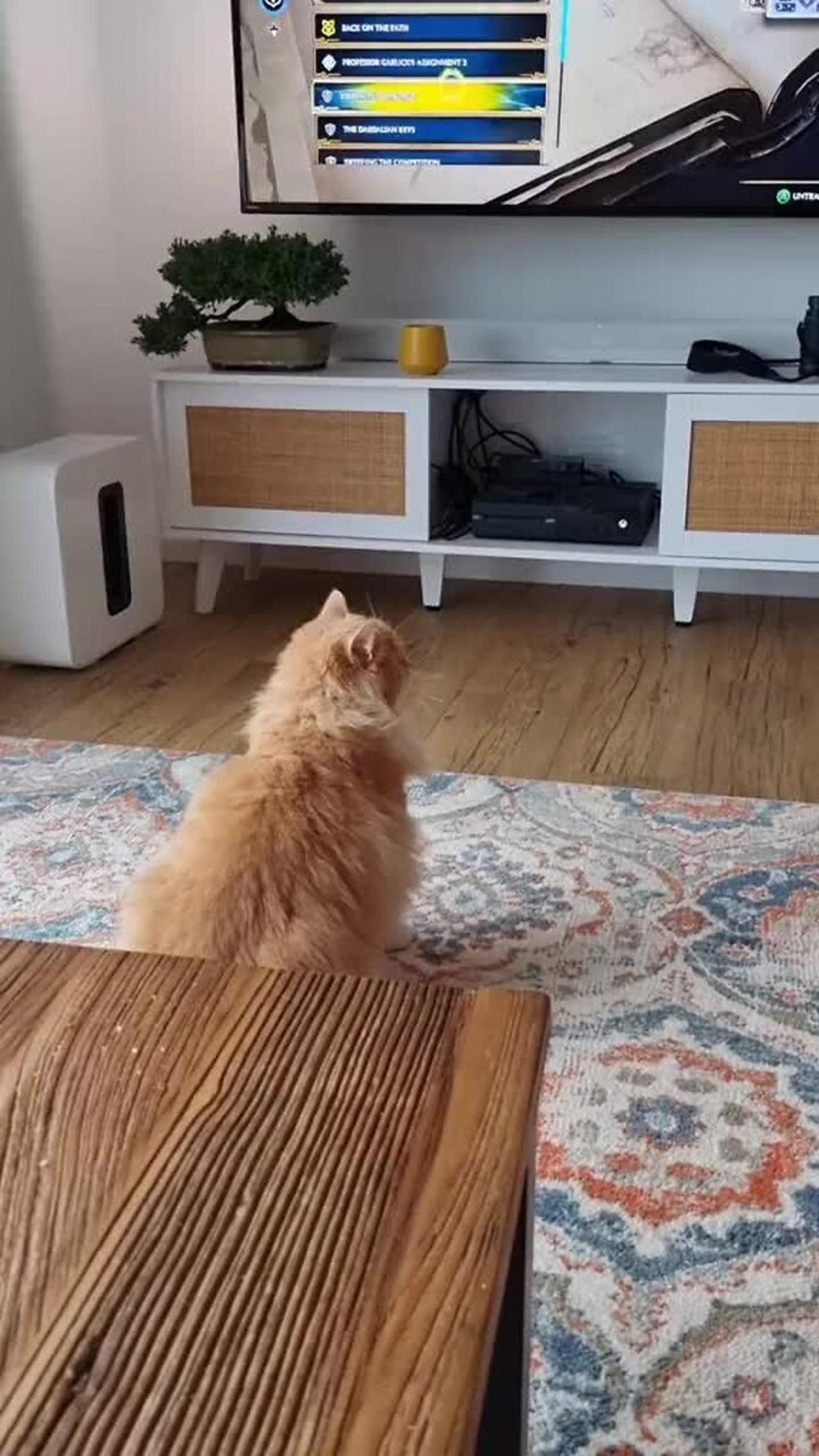 Cat does a flying jump attack on the other One News Page VIDEO