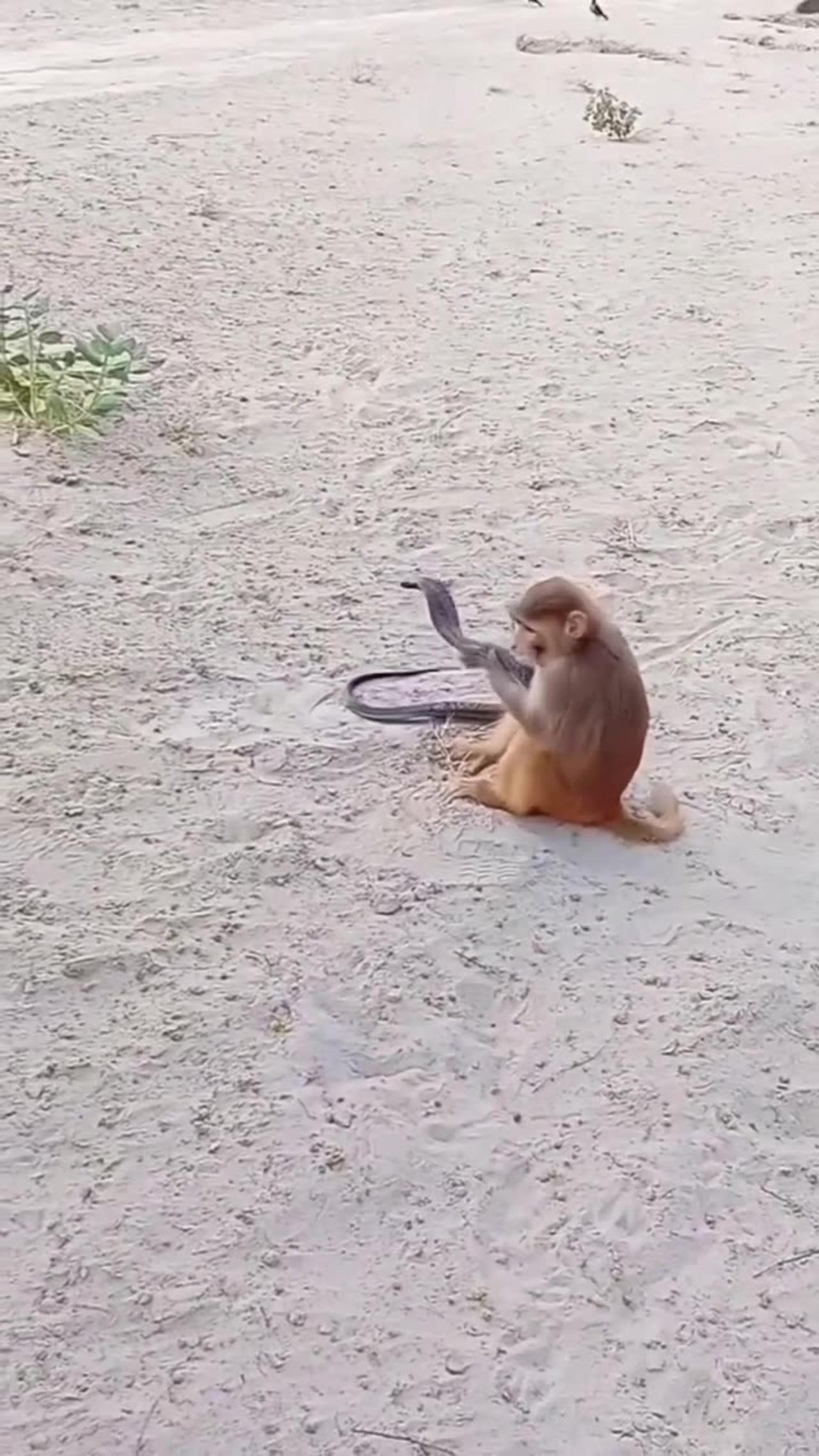 Funny moments video, funny animal videos funny cute,Funny monkey & snake fight 🤣