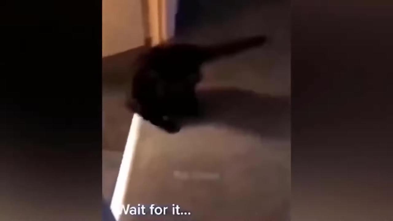 Funny and Hilarious Cat Videos