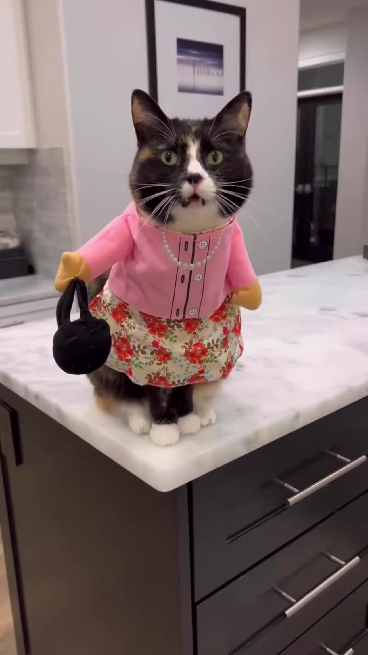 Just funny cat what the hell
