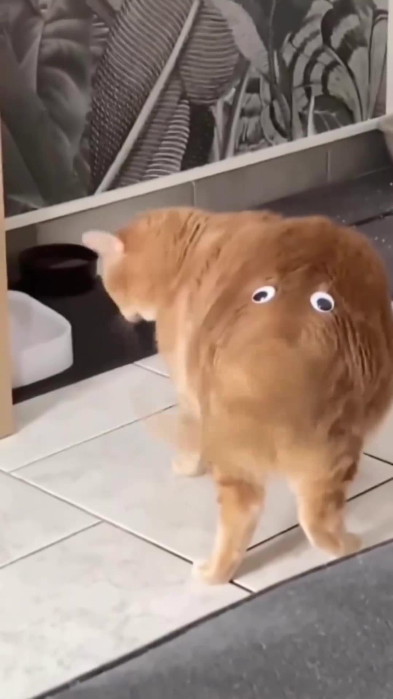 cute cat lover