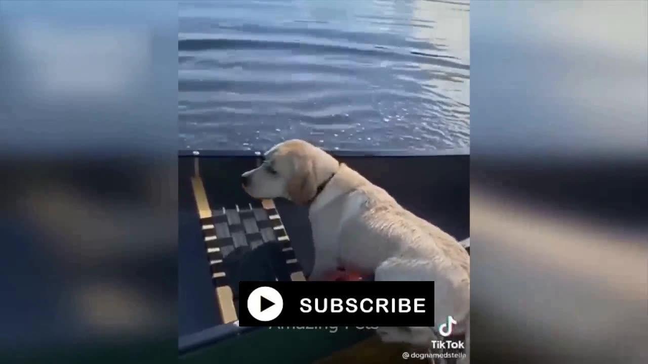 Funniest And Cutest Cats And Dogs V0006 One News Page Video