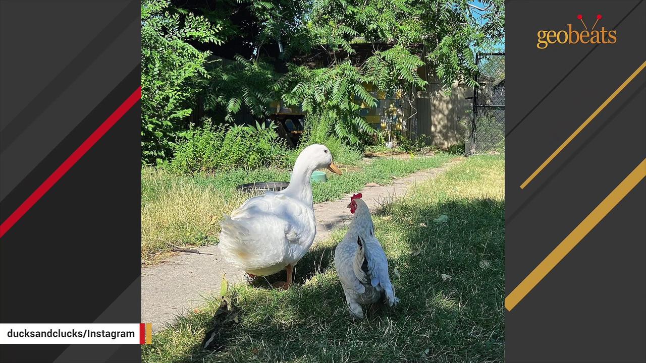 Lonely chicken finally makes a friend