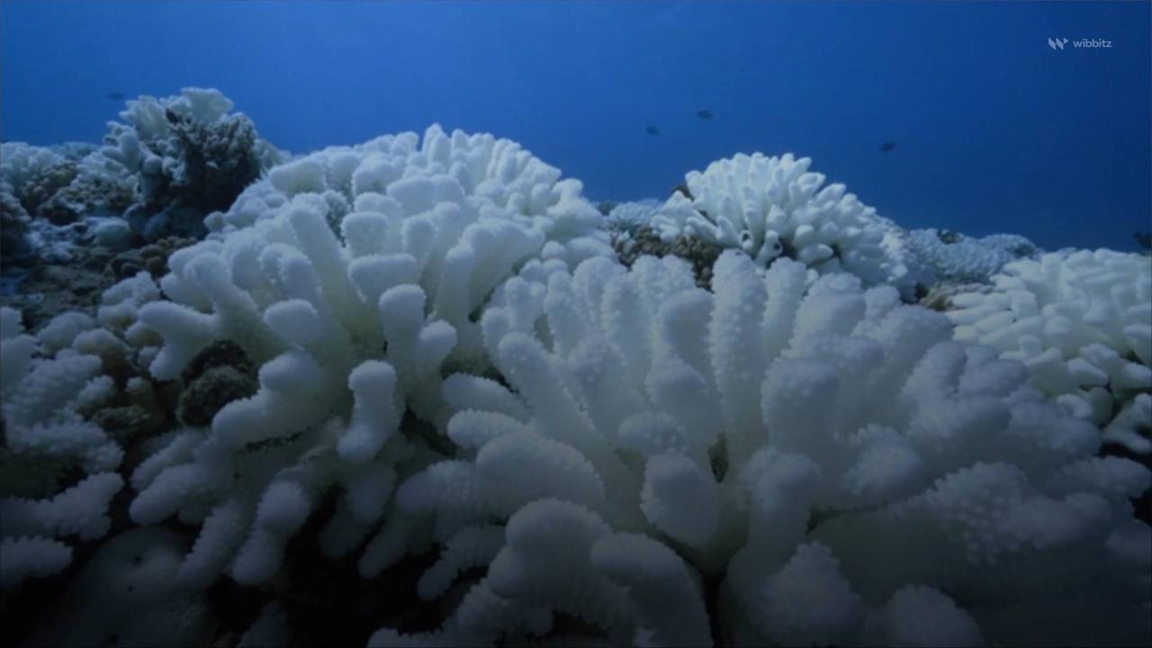 Ocean Temperatures Threaten to Eliminate Caribbean Coral