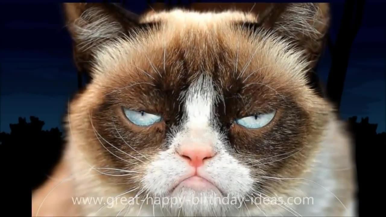 Grumpy cat happy birthday to you song…