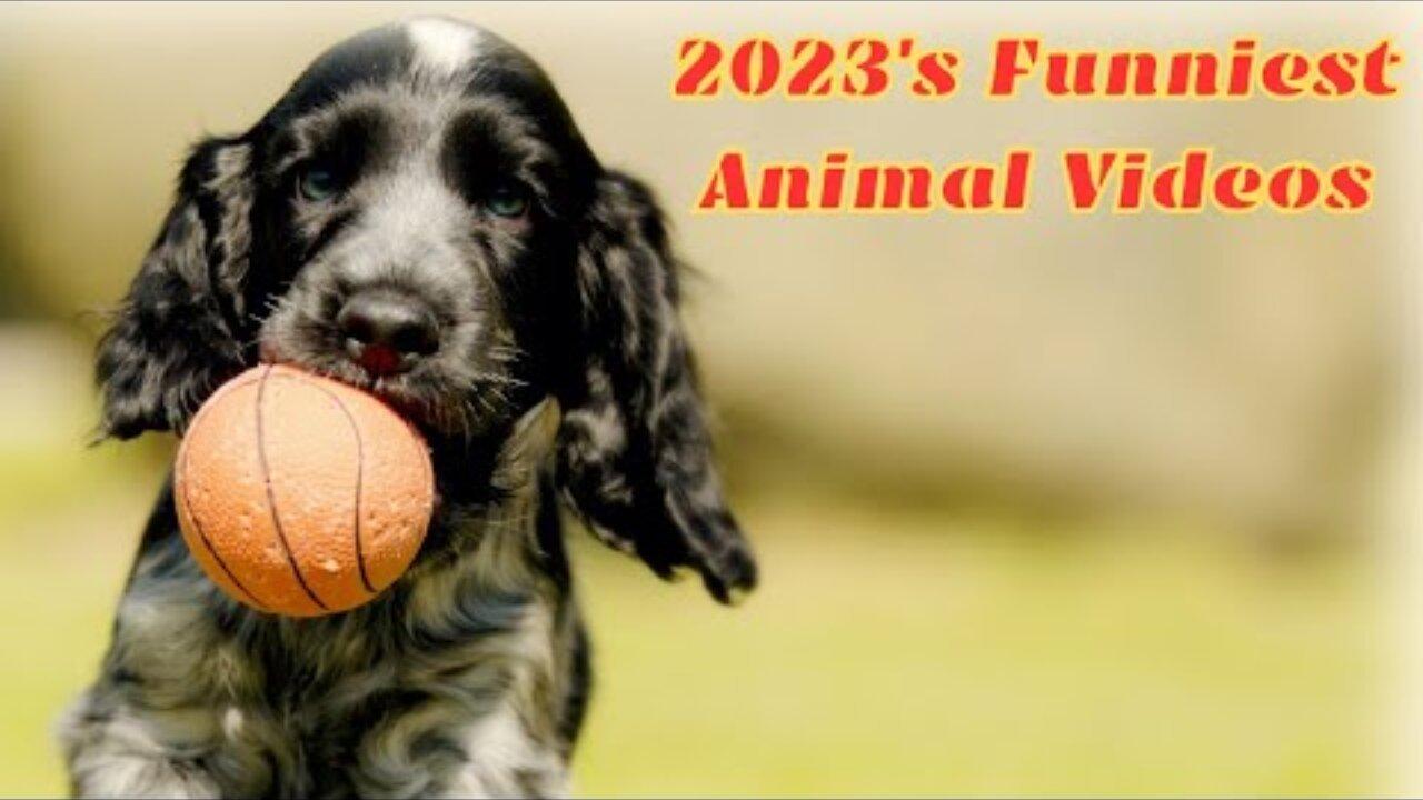 2023's Funniest Animal Videos