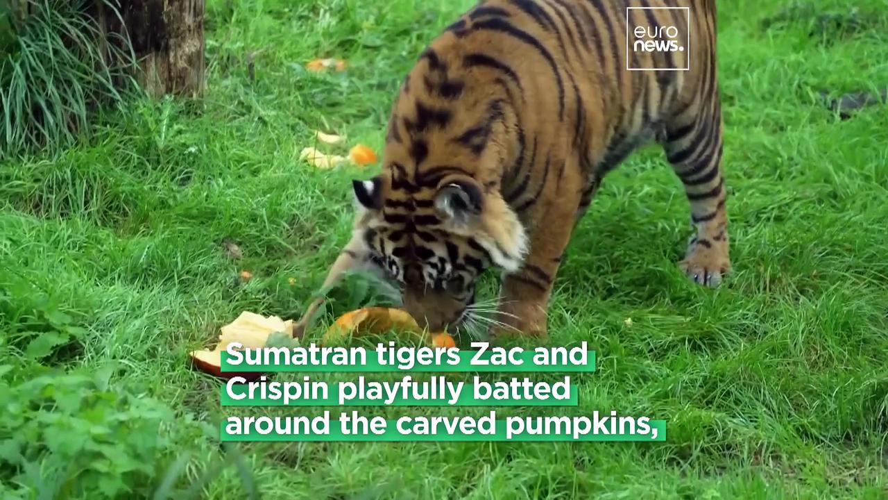 Watch cautious Komodo dragons and playful tigers enjoy Halloween treats at London Zoo