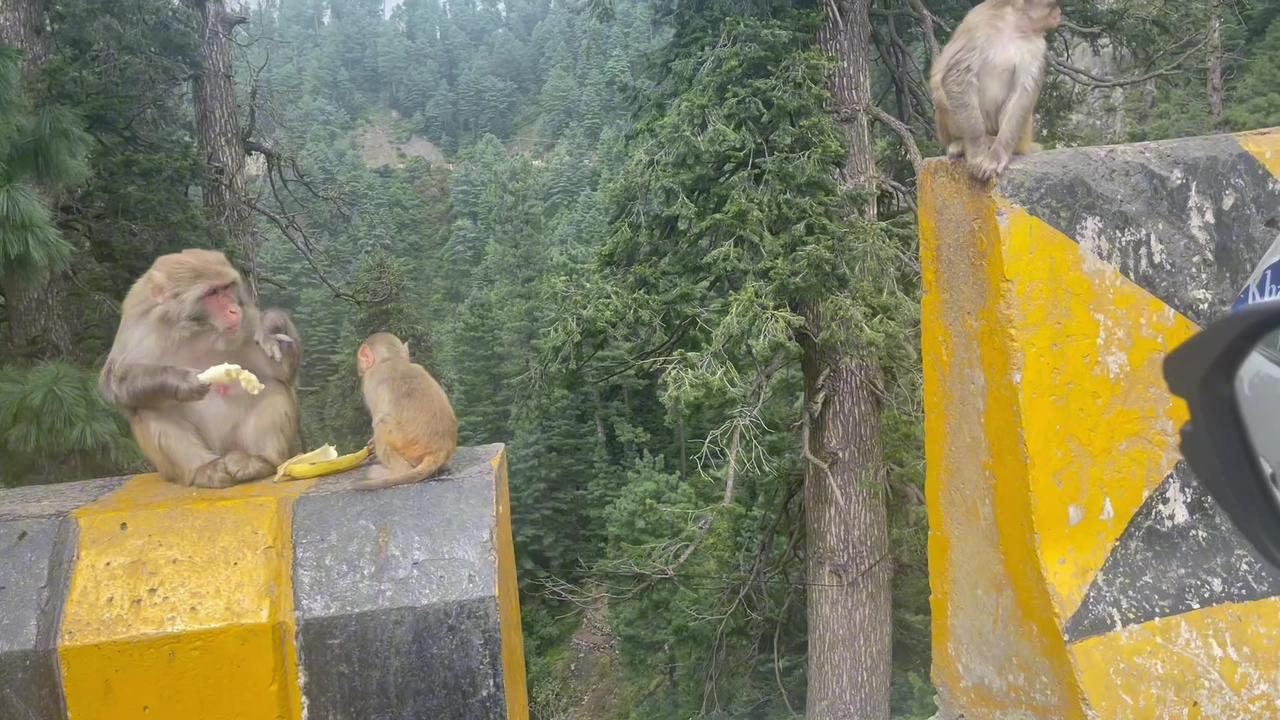 Monkeys of Nathiagali in Pakistan