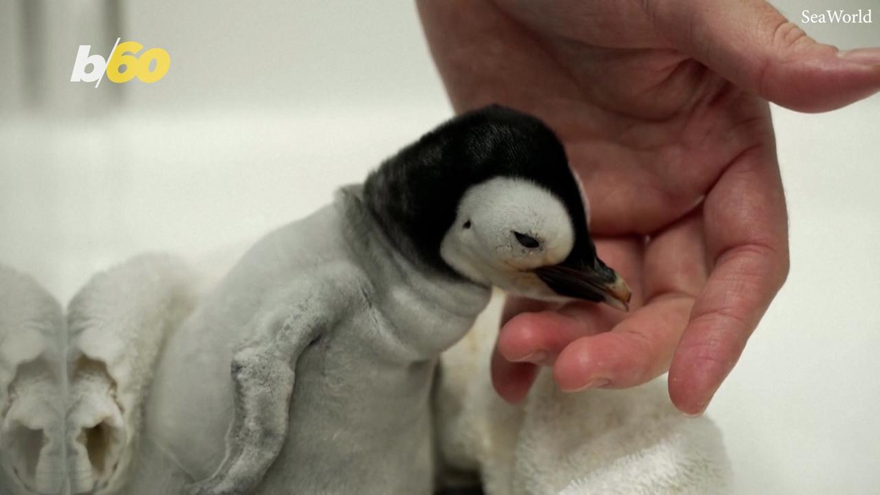 Rare Emperor Penguin Makes Her Debut Into the World