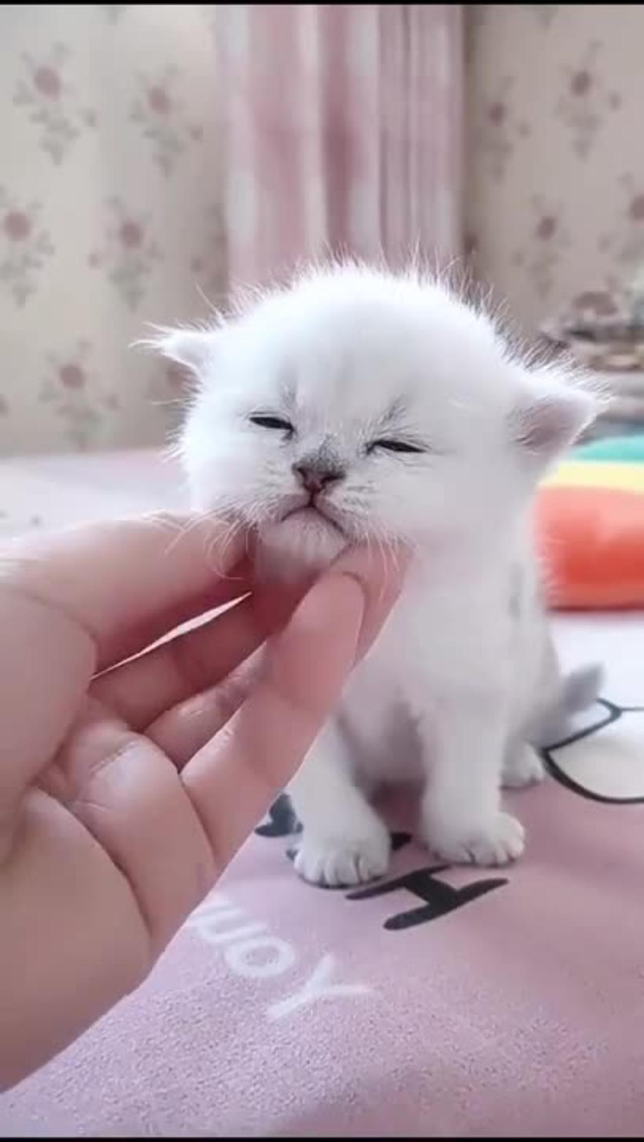 Cute Kitten Baby Cat