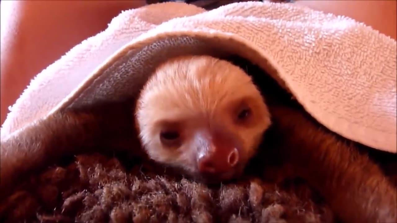 😂BABY SLOTHS BEING CUTE - FUNNY COMPILATION😂