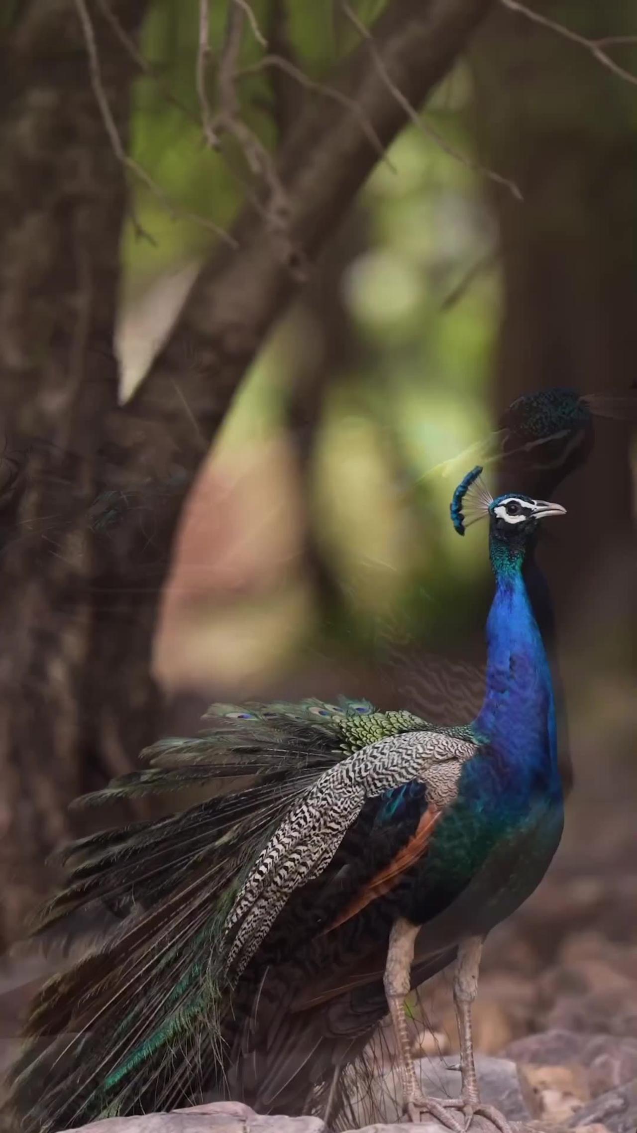 So Beautiful Peacock 🦚