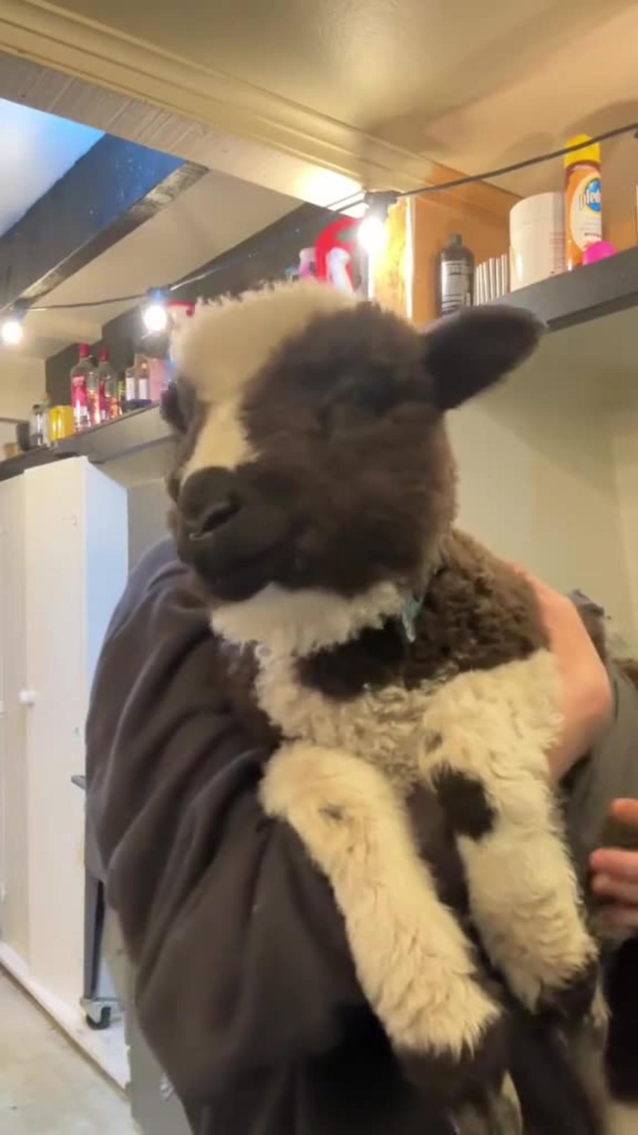 Meet Kevin the Miniature Sheep! - Cute Funny Animals