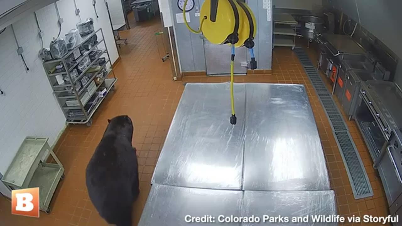 Bear Breaks into Hotel Kitchen, Swipes at Security Guard