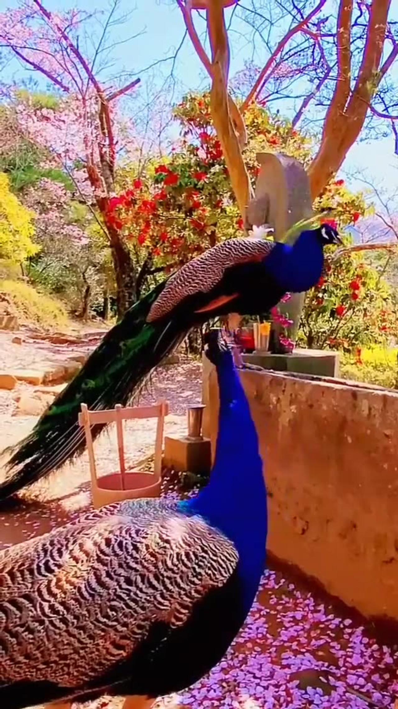 Beautiful colour peacock beautiful birds