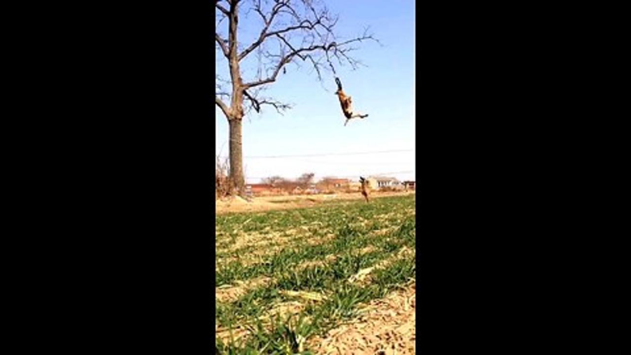 best trained dog 🐕 highest jump One News Page VIDEO