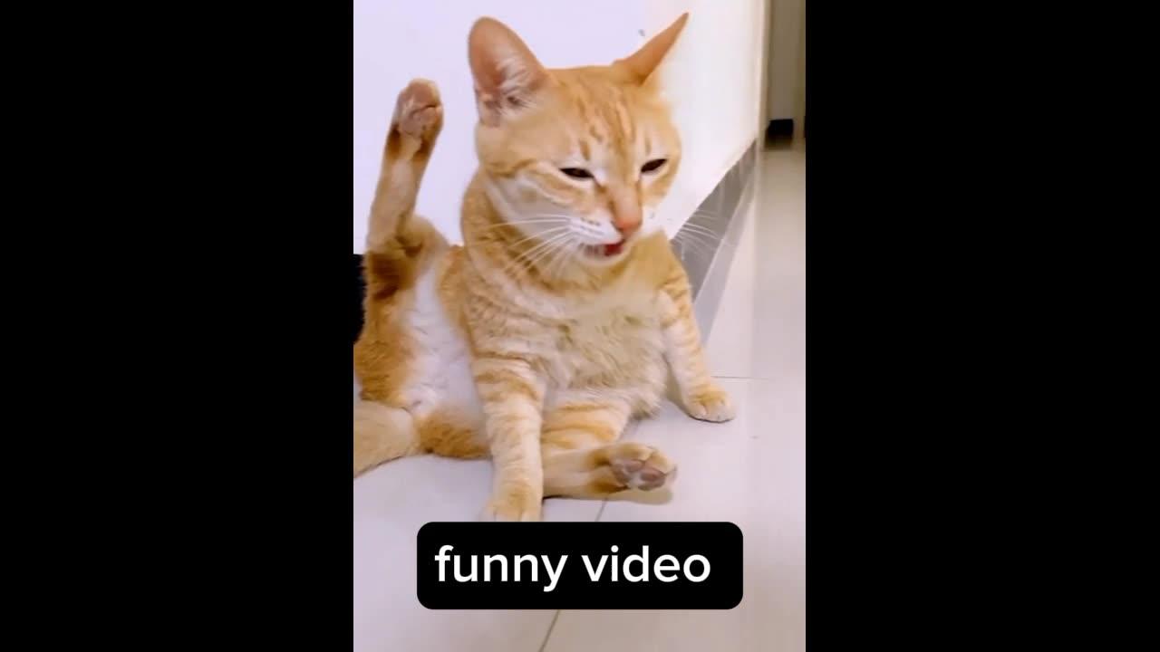 Animal funny video | Animal Comedy 🤣