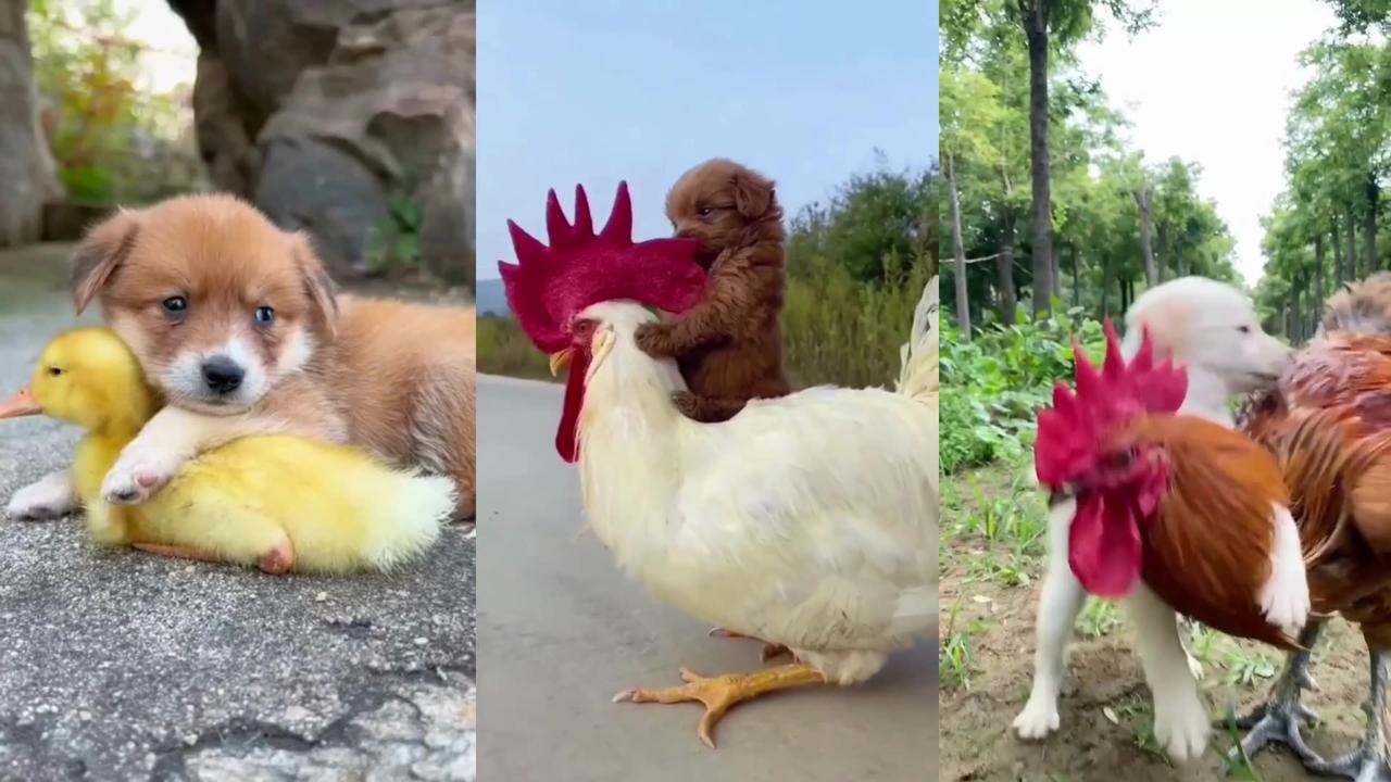 Cute Baby Animals Videos Compilation Cute Moment of the Animals