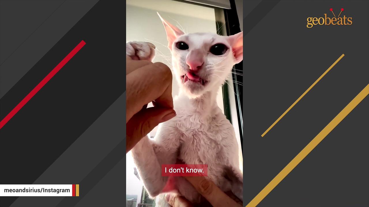 If a cat and alien had a baby