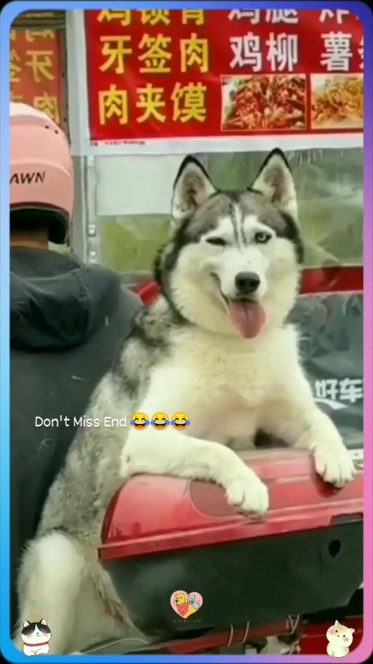 Funny dog video | try not to laugh 😂😂