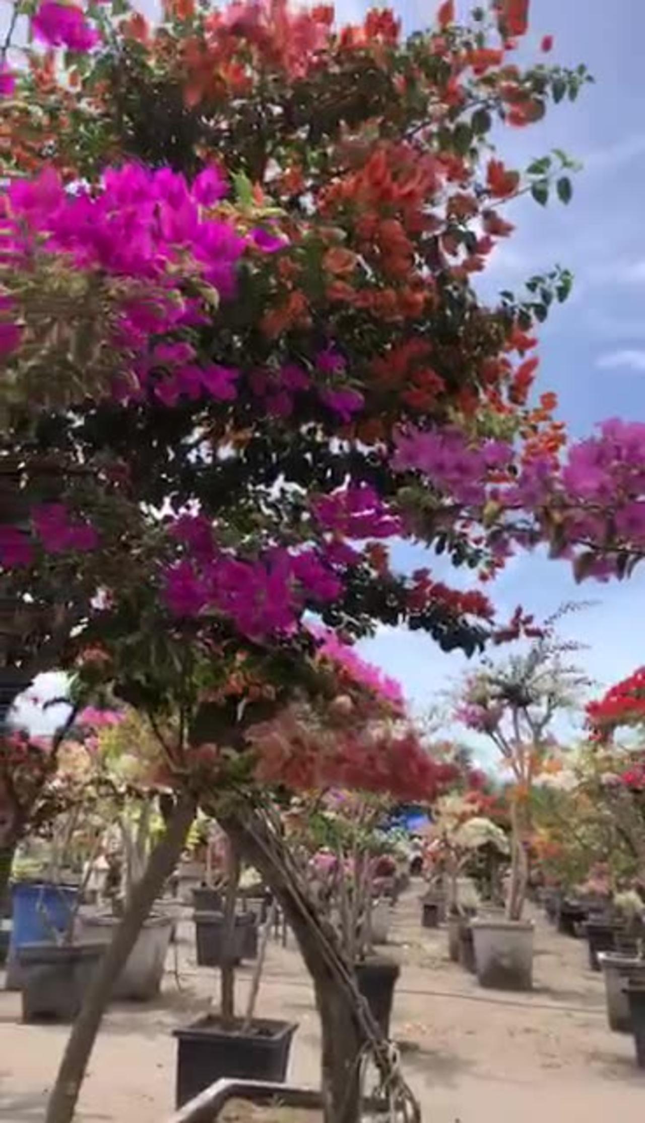 "Bougainvillea Beauty: Nature's Color Explosion in Full Bloom!"
