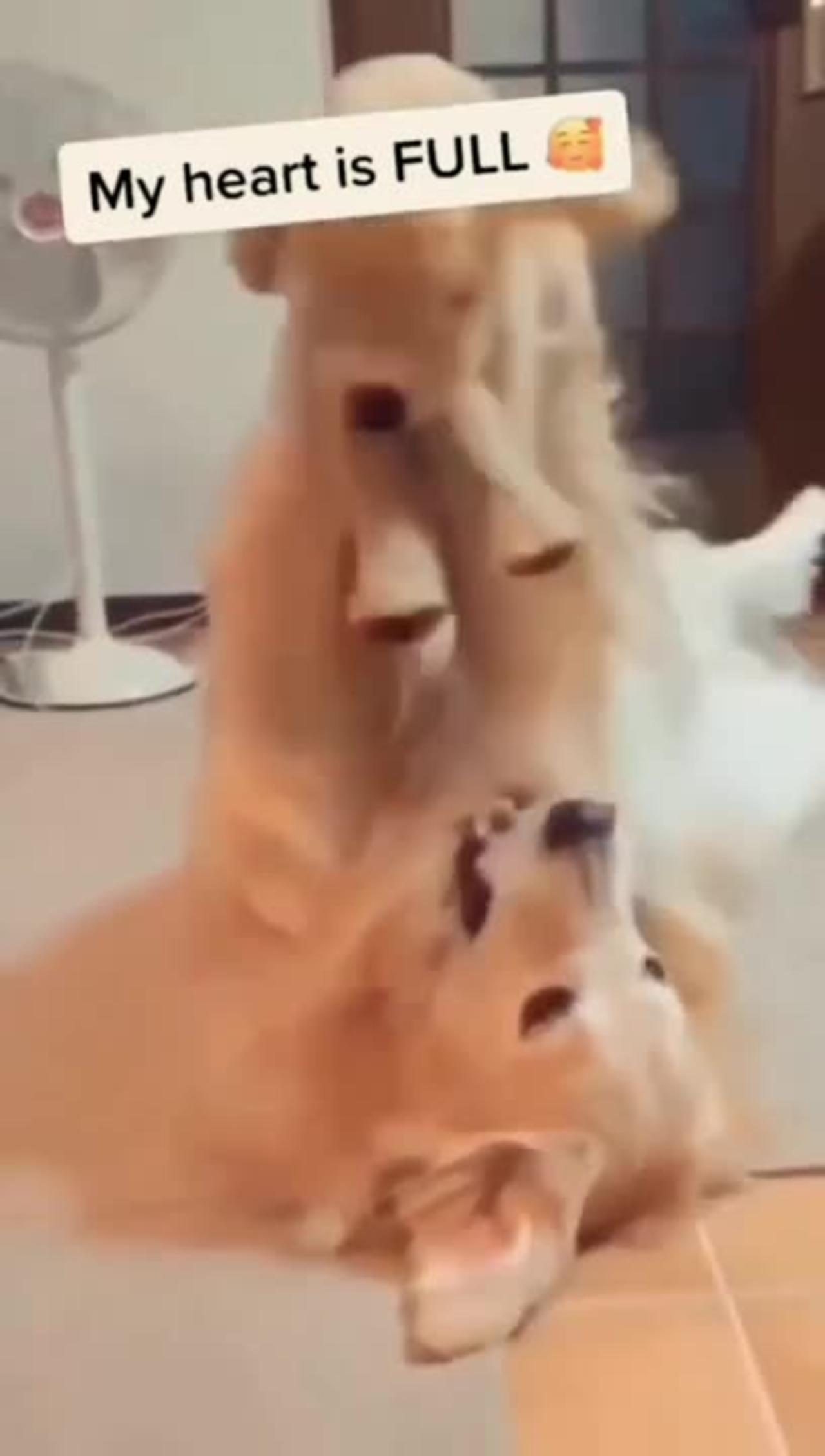 Funny dog reactions