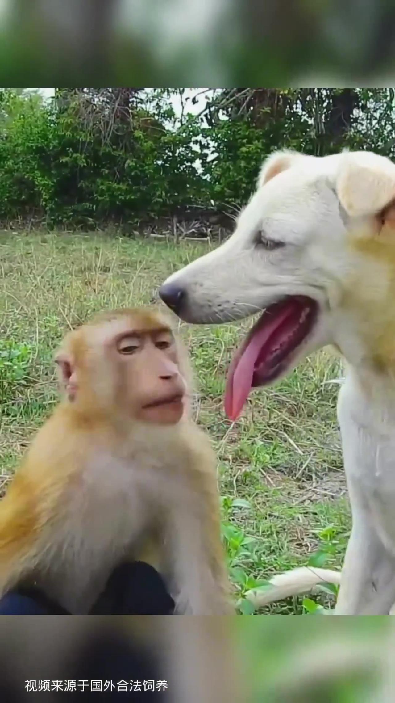Monkey and with dog funny video viral