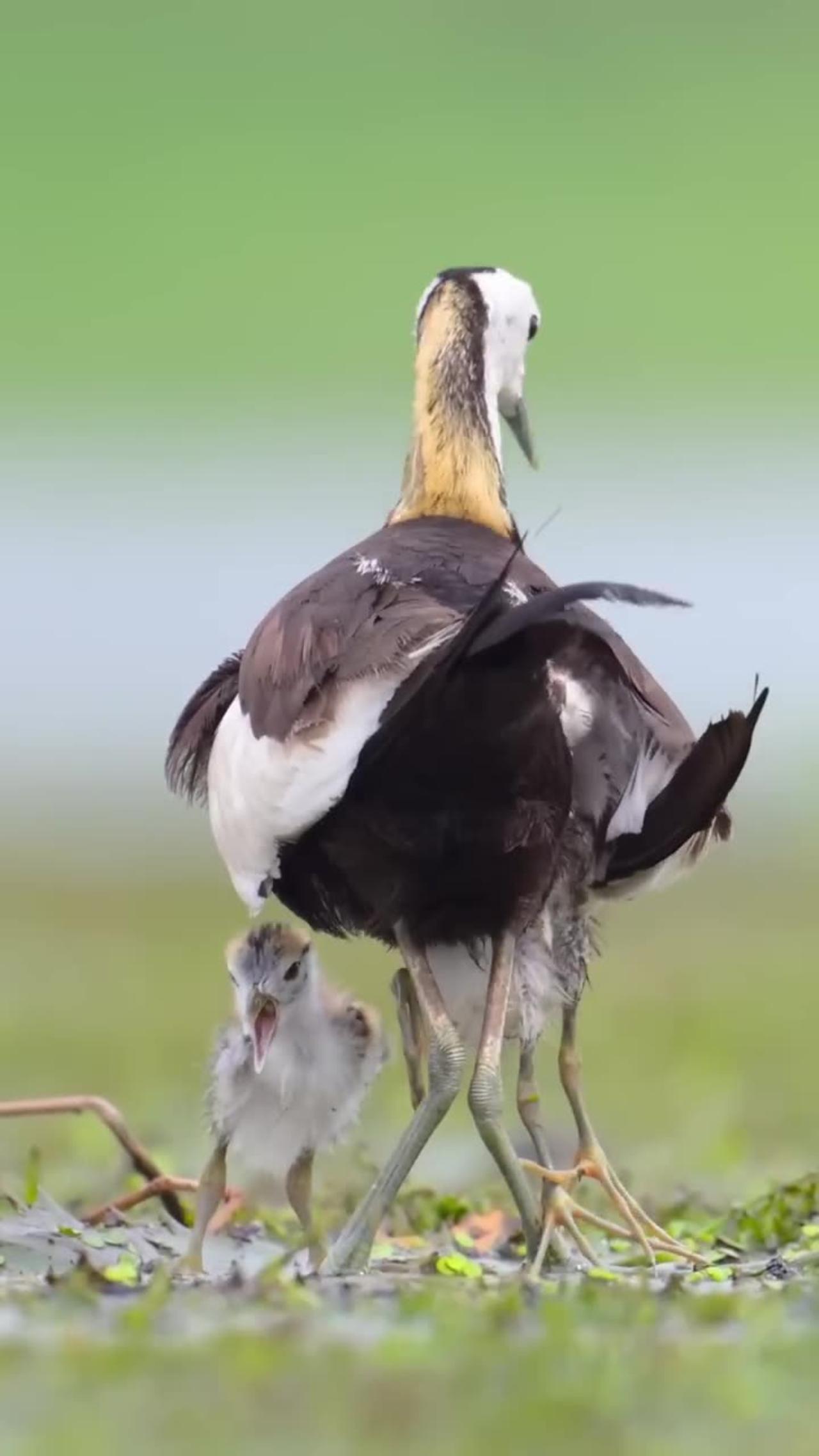 Natural video graphy, birds and Camera photo - One News Page VIDEO