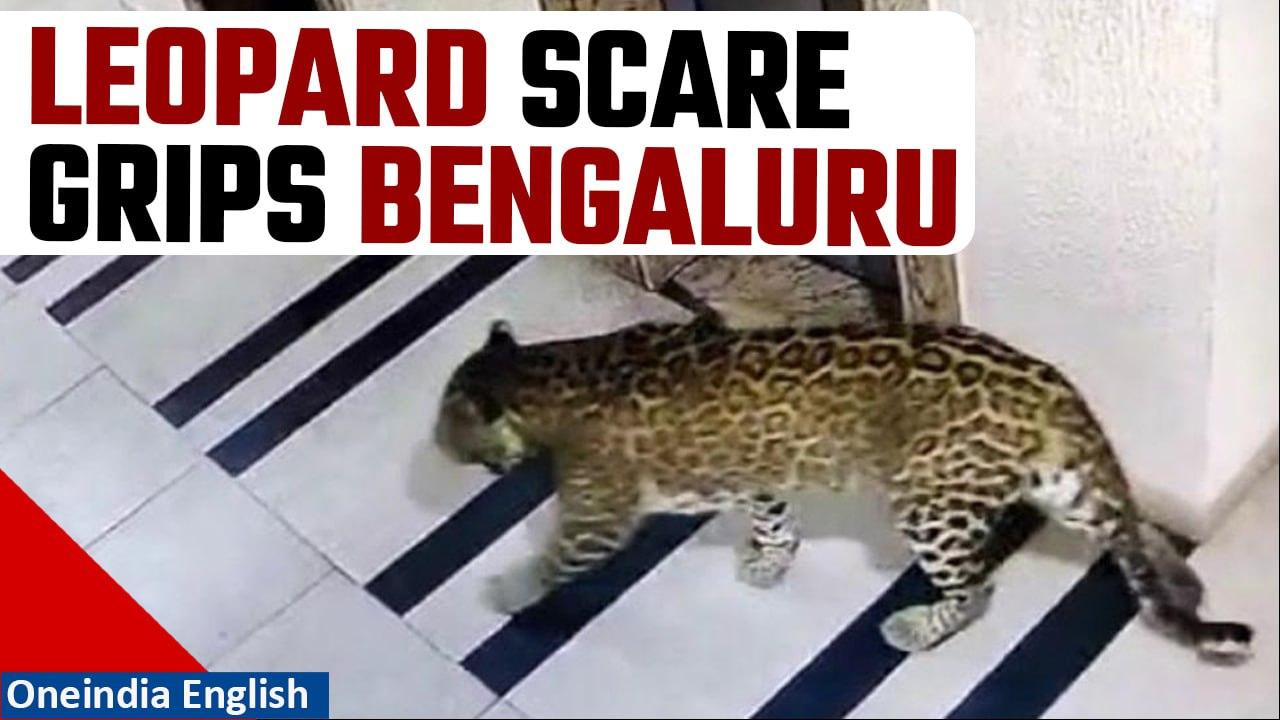 Bengaluru Leopard Scare: Leopard scare grips city! Citizens wary after multiple sightings | Oneindia